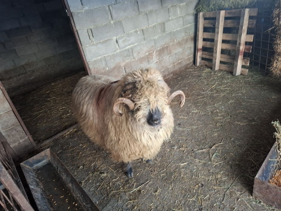 Vând oi țurcane 5 oi si un berbec bucalau