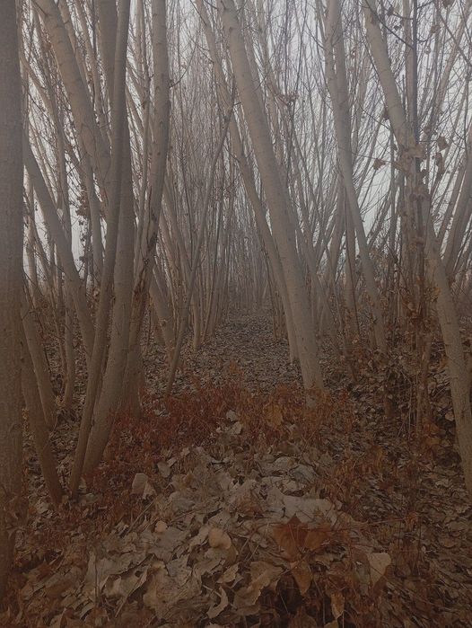 Kaliforniya va ko'k teraklar bor sotiladi jami 350 tacha