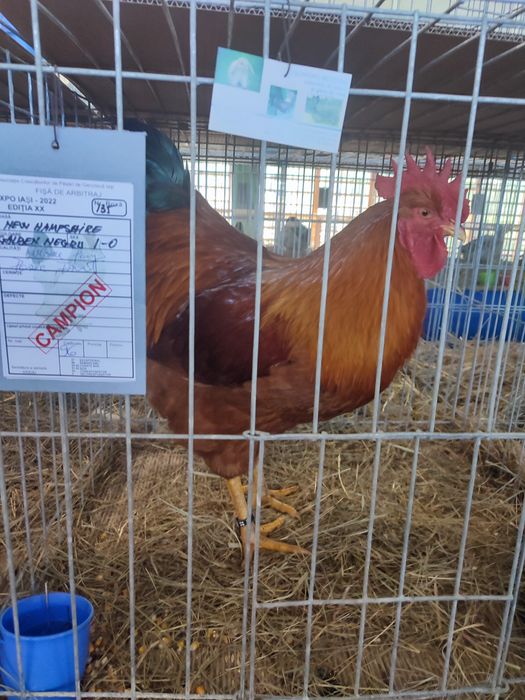 Ouă găini new hampshire negru