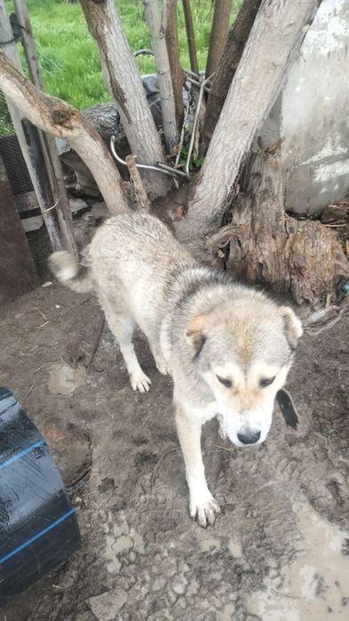 Алабай 6 айлық,ұрғашы