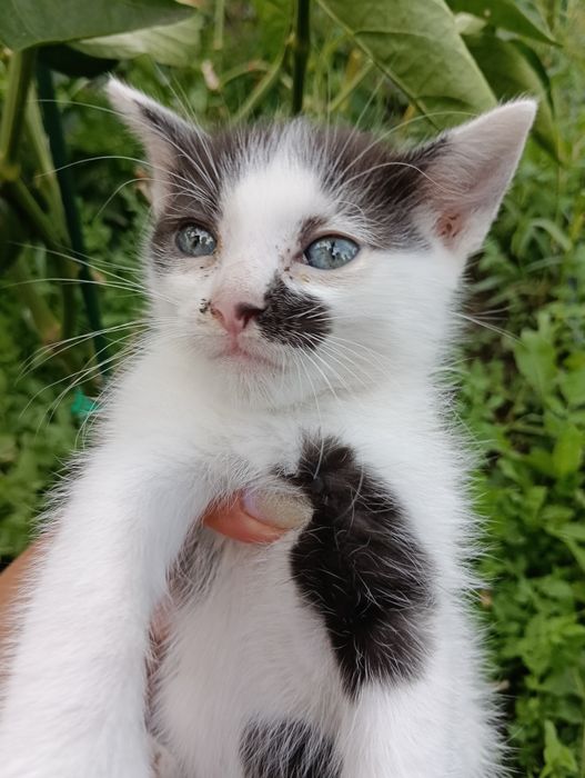 Adopții pisici jucause