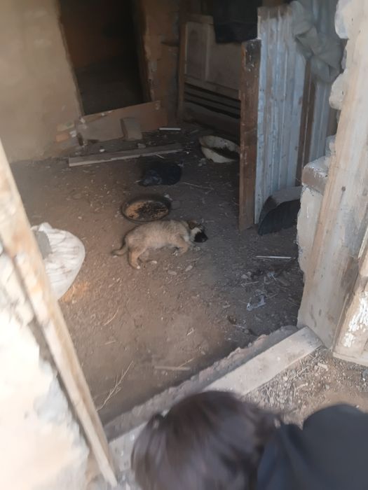 Дам в добрые руки щенят  малентких три штуки