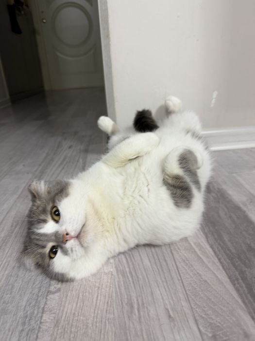 Котик в добрые руки