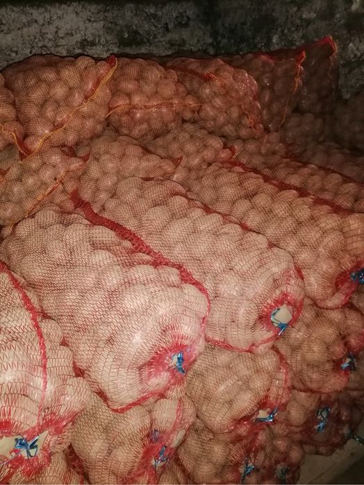 Cartofi consum Bellarossa