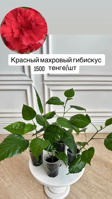 Махровый гибискус (китайская роза)