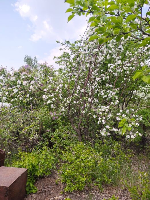 Дача 8(12) соток "Горизонт"