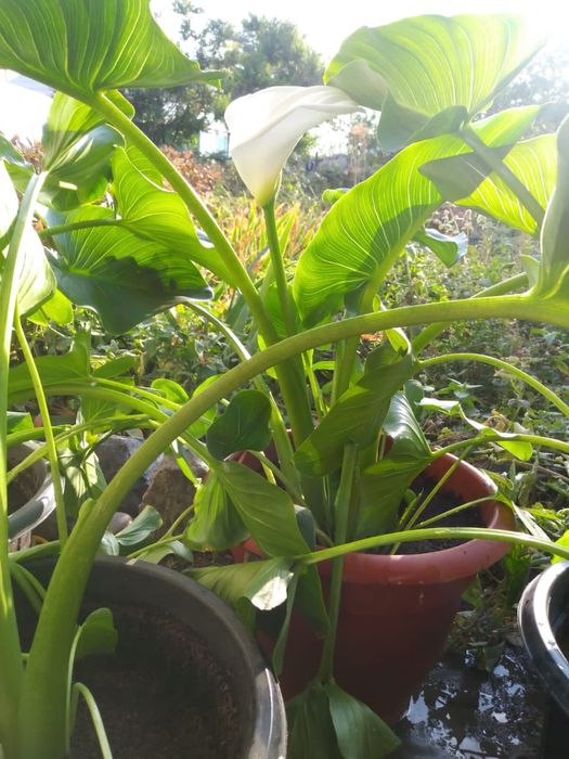 Продам цветок калла