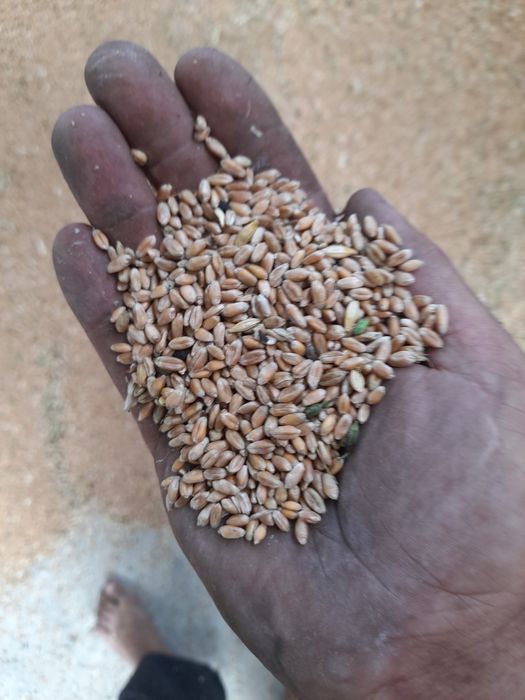 Продам азимую пшеницу!