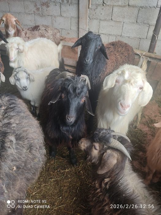 Теке ешкі шыбыш сатылады