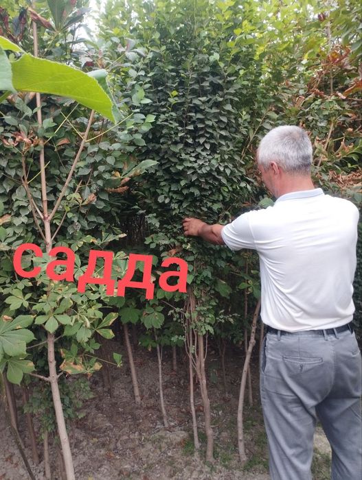 Sadda qayrag'och manzarali daraxti ko'chatlar bor.