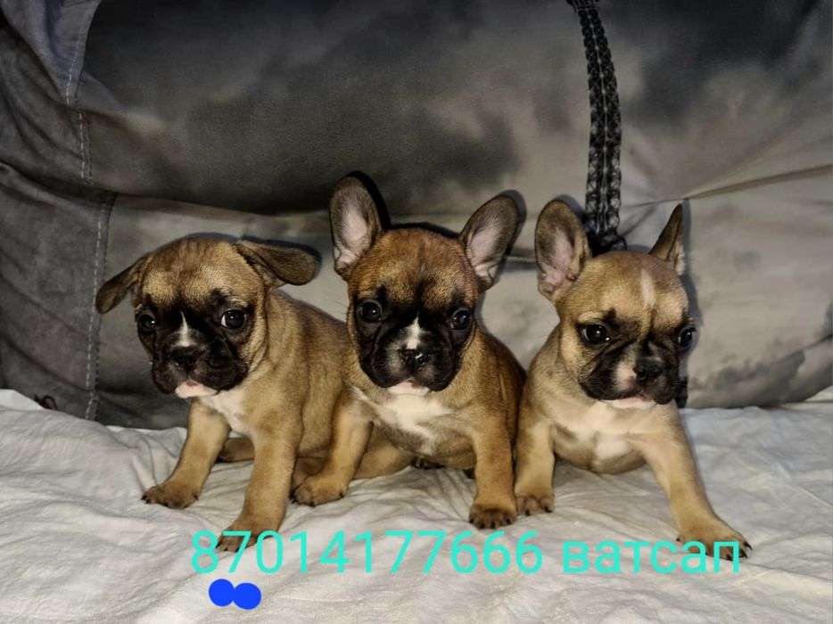 Продам щенков французского бульдога