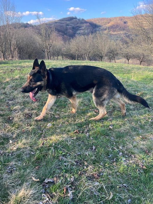 Caine Ciobanesc German