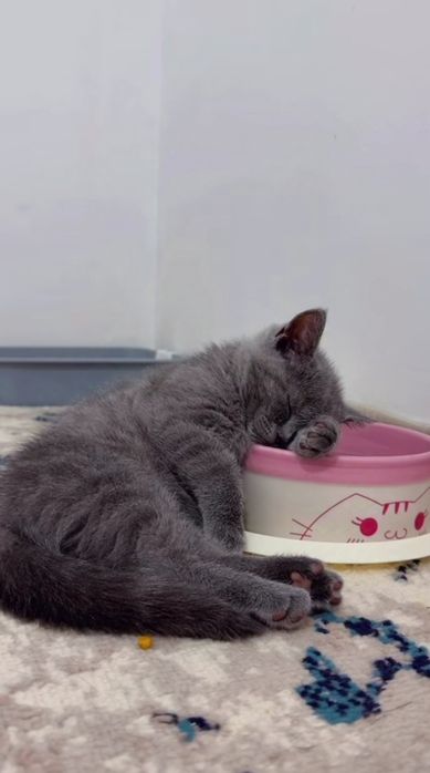 Котёнок британский скотиш фолд