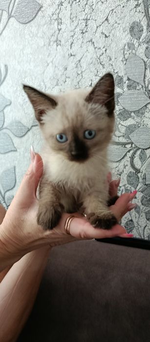 Продам котёнка Шиншила