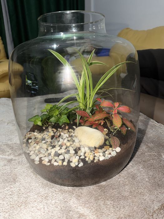 Aranjament plante din sticla