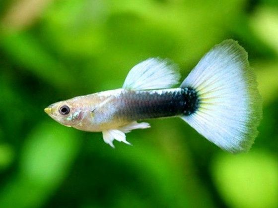 Гуппи Канада. (Ч.Л.)