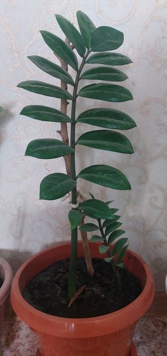Продам омнатное растение