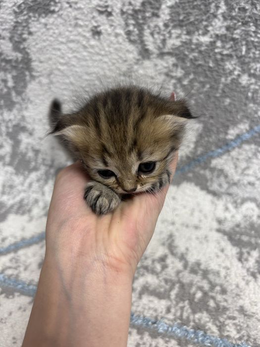 Котята британские