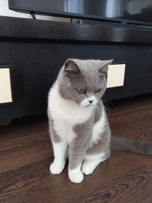 Vand motanel British Shorthair Gri / Alb