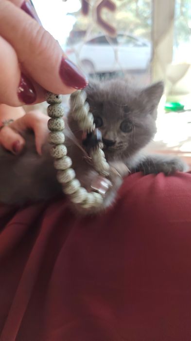 Котёнок маленький