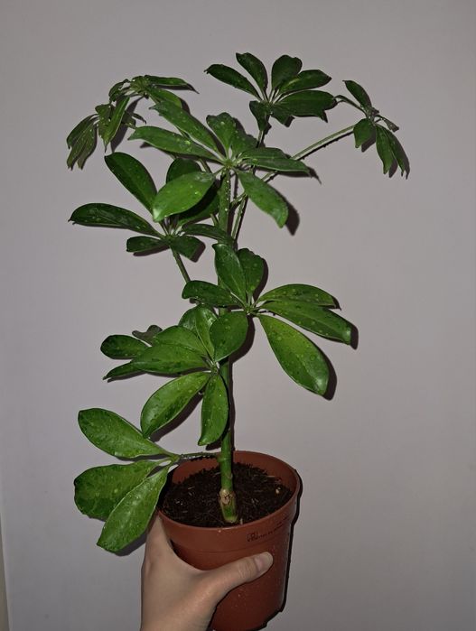 Шеффлера Мохито.