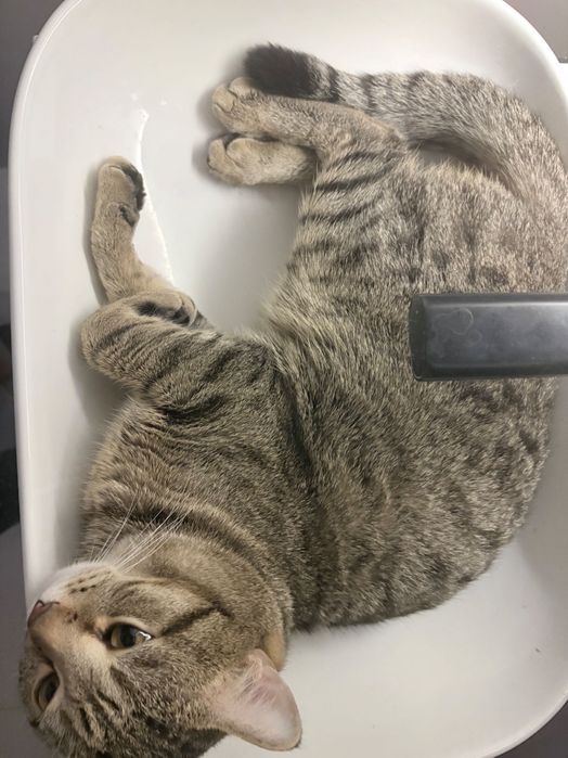 Отдам кота в хорошие руки