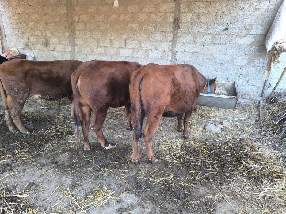 Семиз гуножинла  Учаласиям сотилади