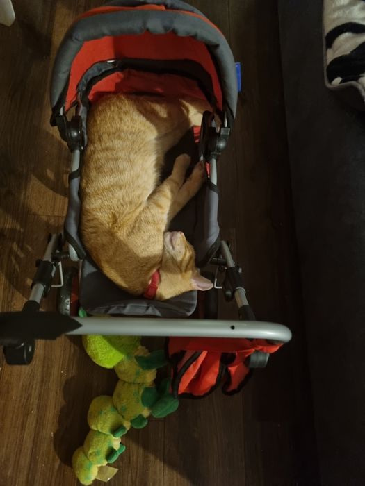 Pet Sitter Catei/Pisici etc.