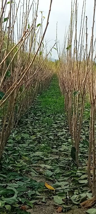 Puieți de nuc de vânzare