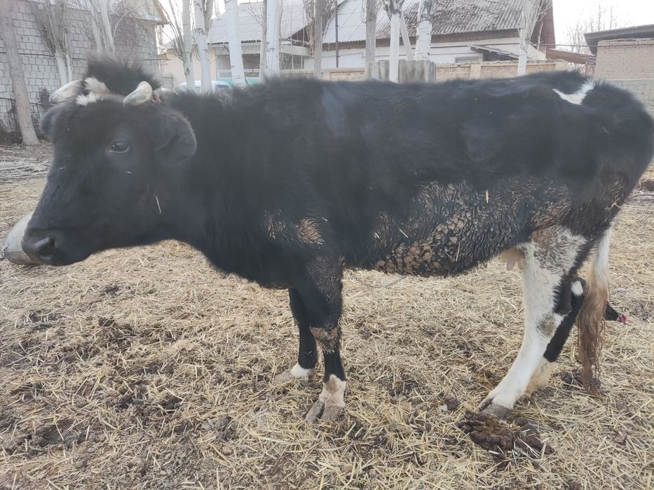 Ona bola sigir sotiladi