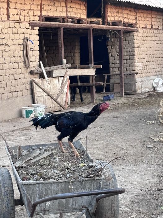 2жылдық қораз ойыны жақсы