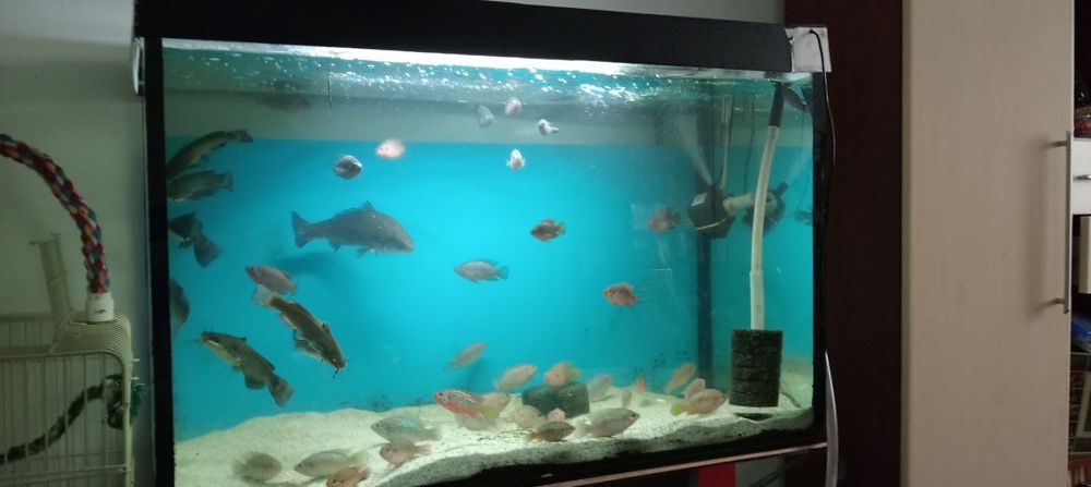 Vând acvariu 300 litri +filtru.