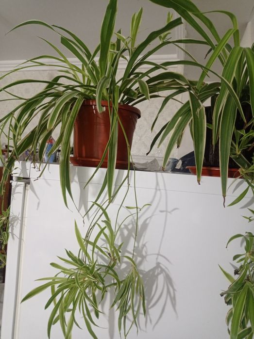 Комнатные растения.