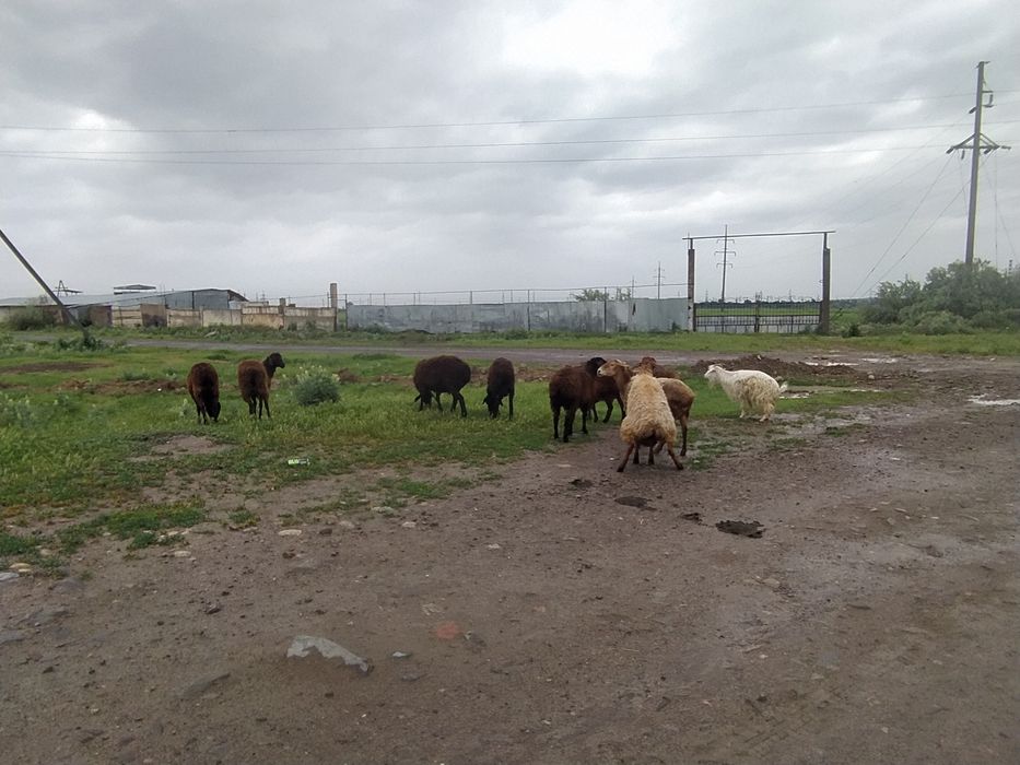 Продам баран  цена договорная