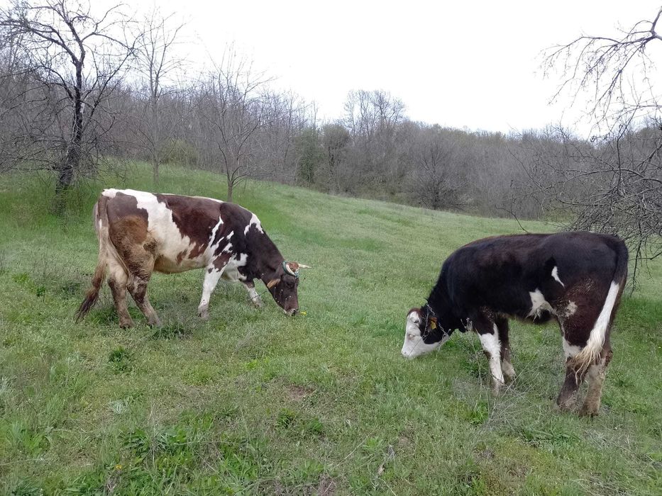 Vaca și junica de vanzare tinere