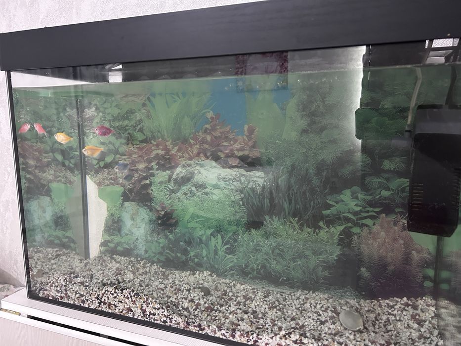 Аквариум с рыбками