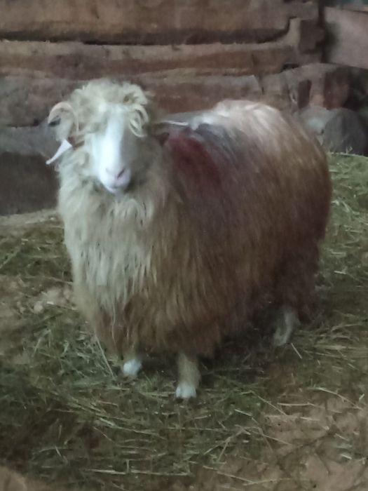 Vând mioara cu mială s-au schimb cu berbec oachis