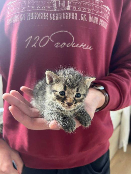 Котета за осиновяване