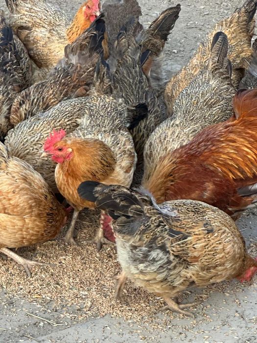 Продам хороших курей