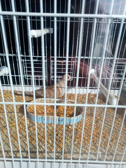 Turturele diamant ( o pereche matură și pui lor )