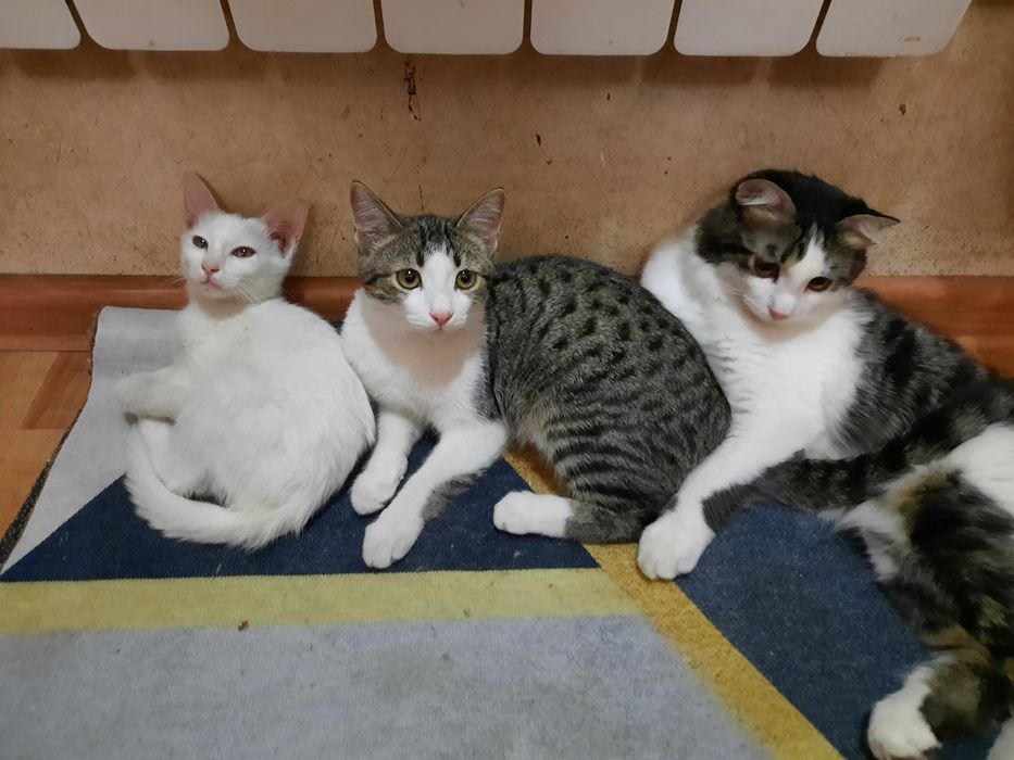 Молодая хорошая кошка