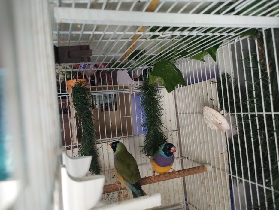 Canari guold amandine