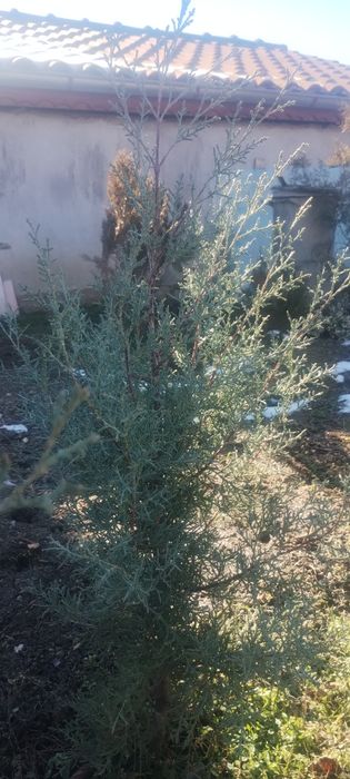 Продавам фиданки ливански кедър и аризонски кипарис