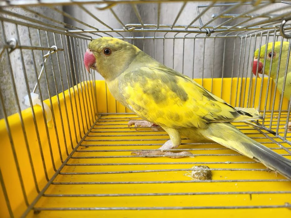 Pereche micul alexandru,pied