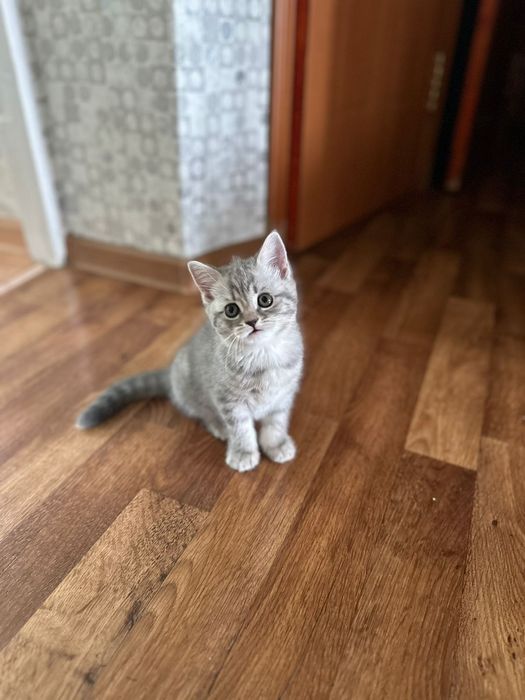 Котята готовы к переезду