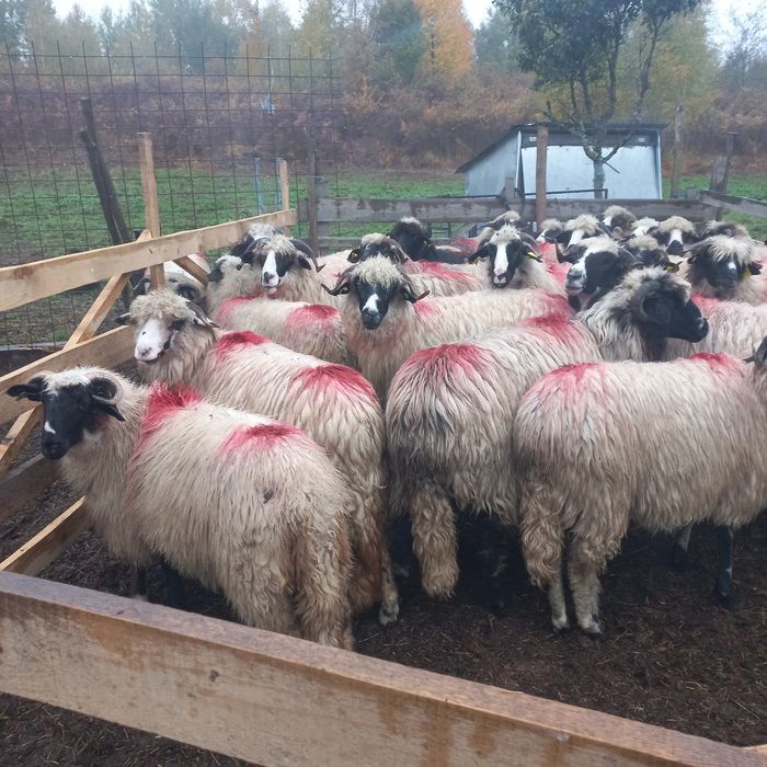 4  nuatine și 20 de oi