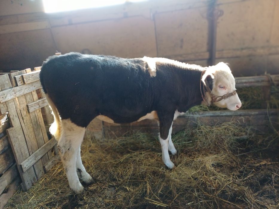 Vind vacă gestantă și o vitea bălțată pe negru.