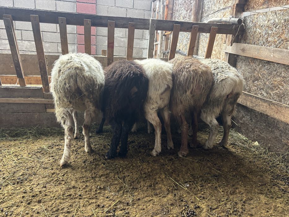 Бараны на выбор.