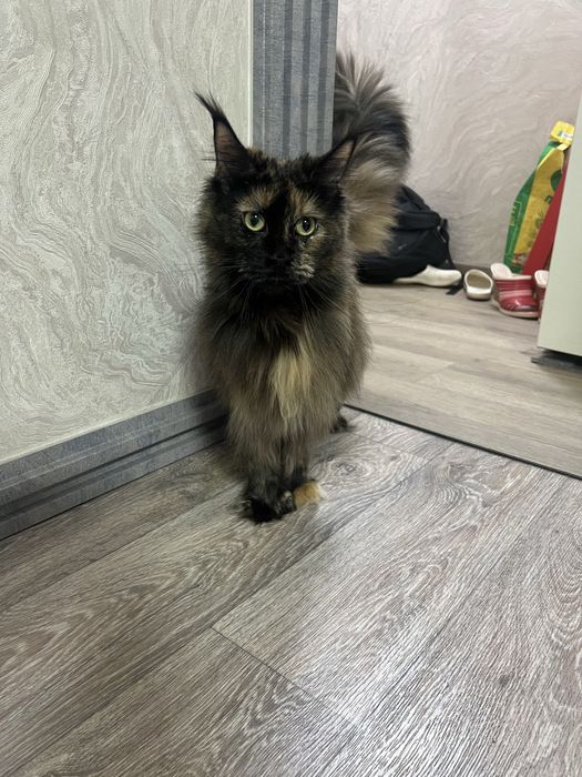 Мейн Кун полидакт