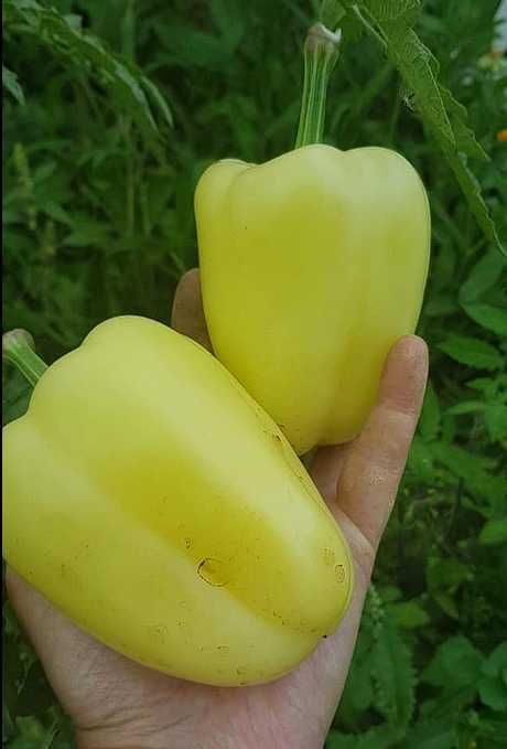 vand seminte de ardei gras, gogosar , capia